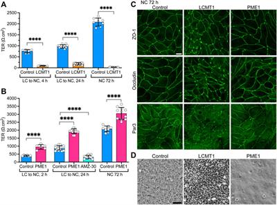 A Novel Role of PP2A Methylation in the Regulation of Tight Junction Assembly and Integrity